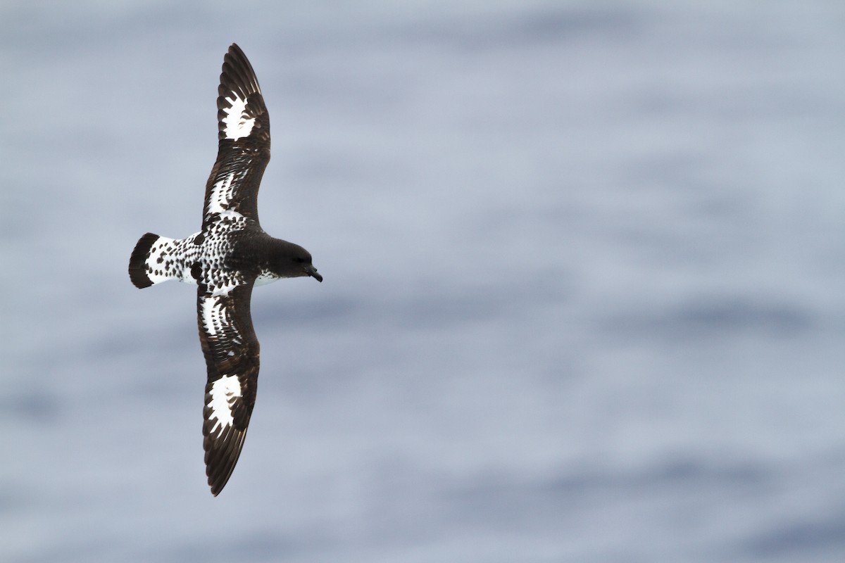 Cape Petrel - ML612214545