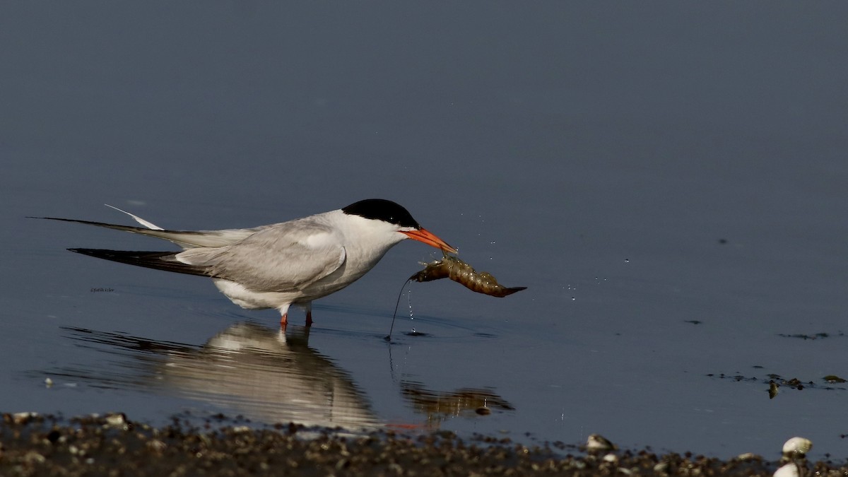 Common Tern - Fatih Izler