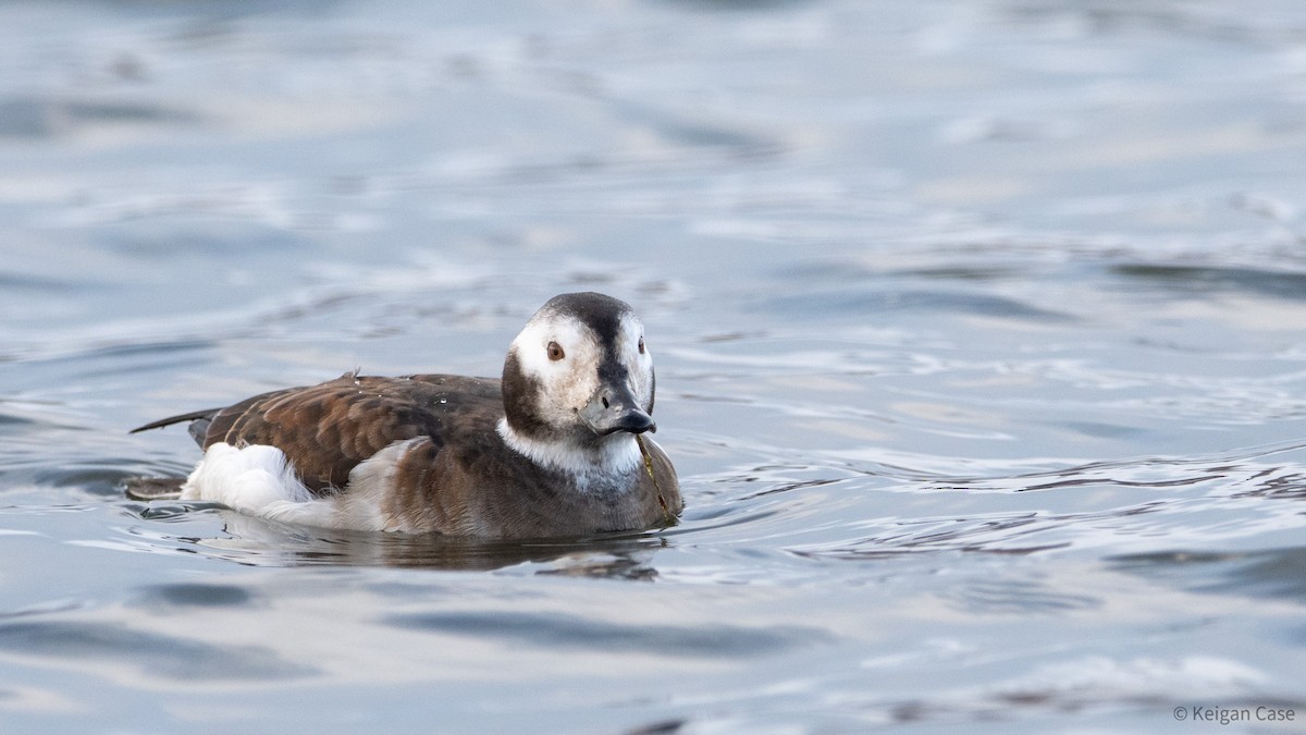 Long-tailed Duck - Keigan Case