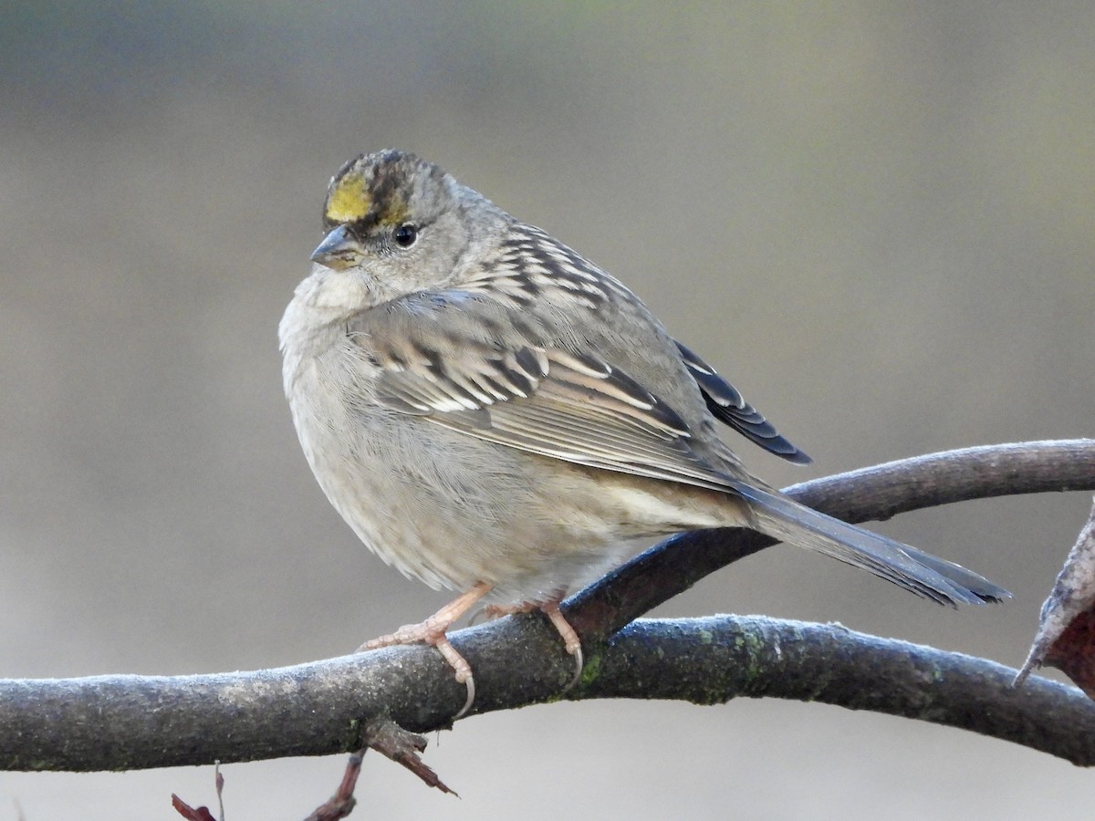 Golden-crowned Sparrow - ML612214627