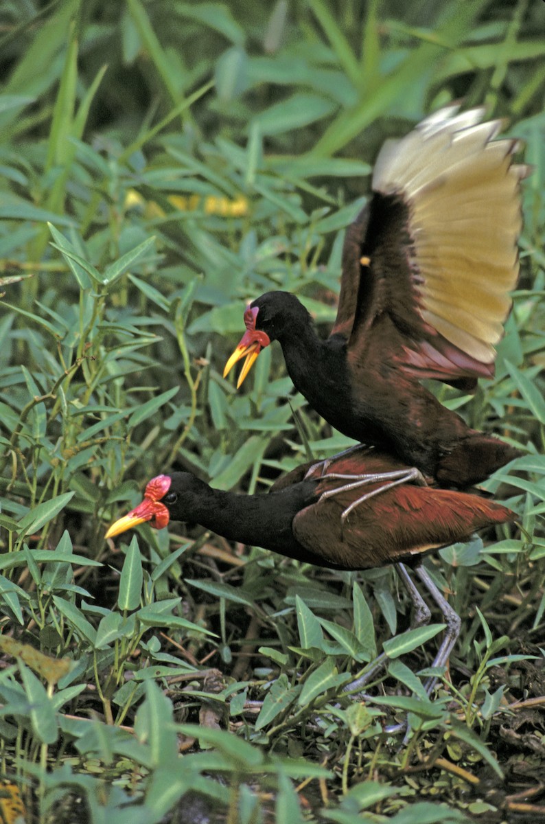 Wattled Jacana - ML612214746