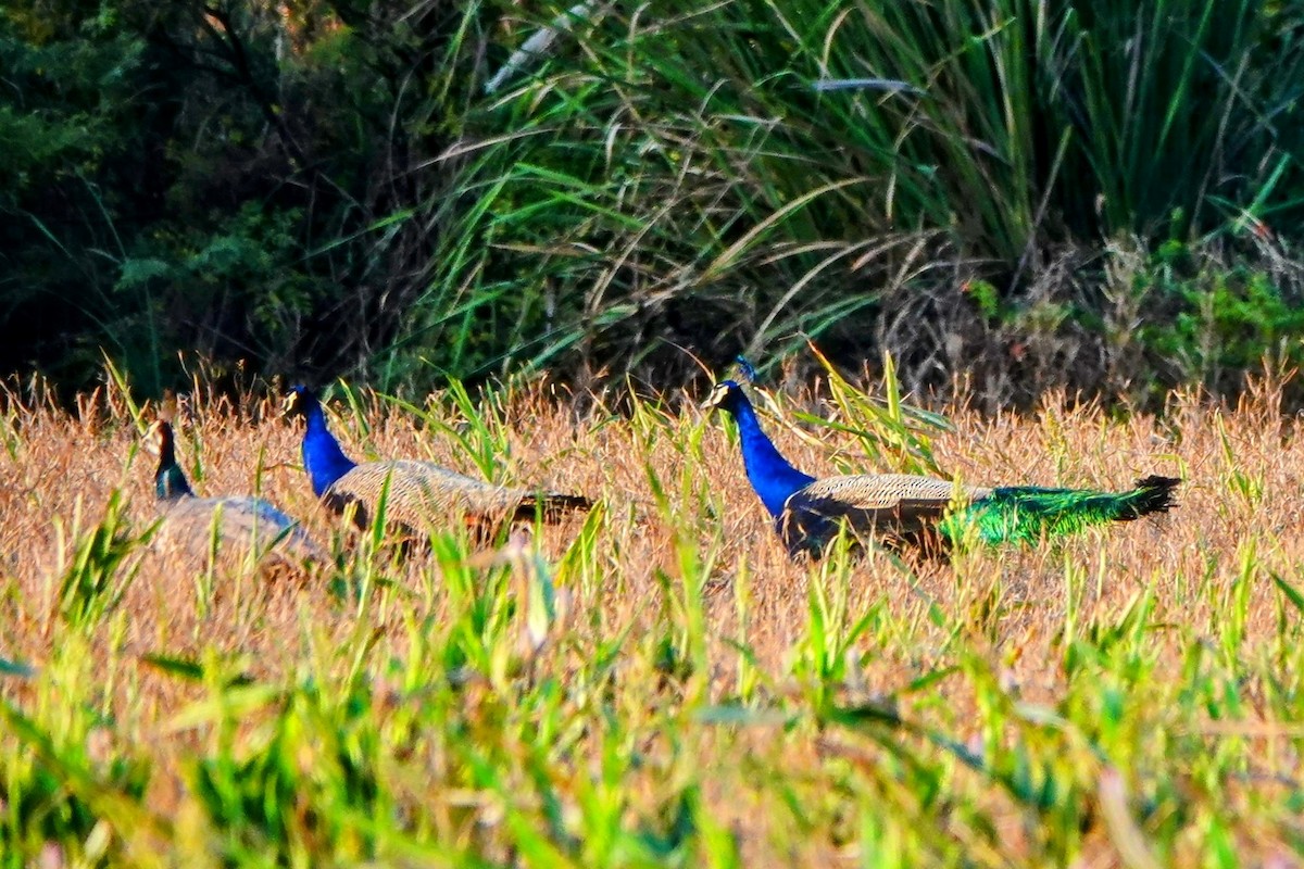 Indian Peafowl - Haofeng Shih