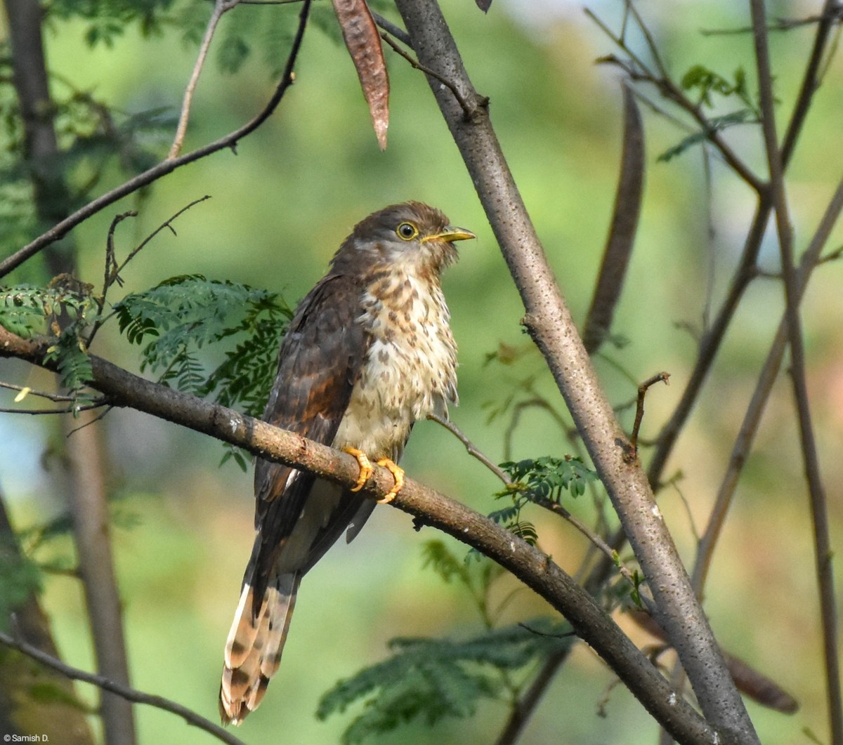 Common Hawk-Cuckoo - ML612214790