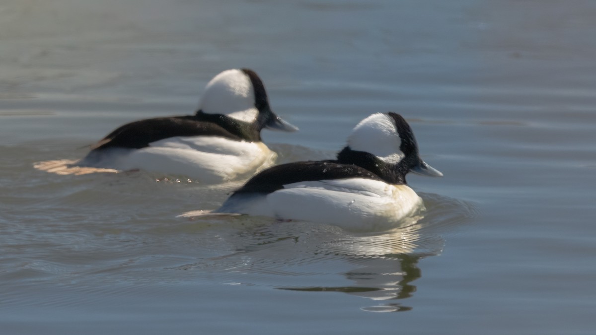 Bufflehead - ML612214801