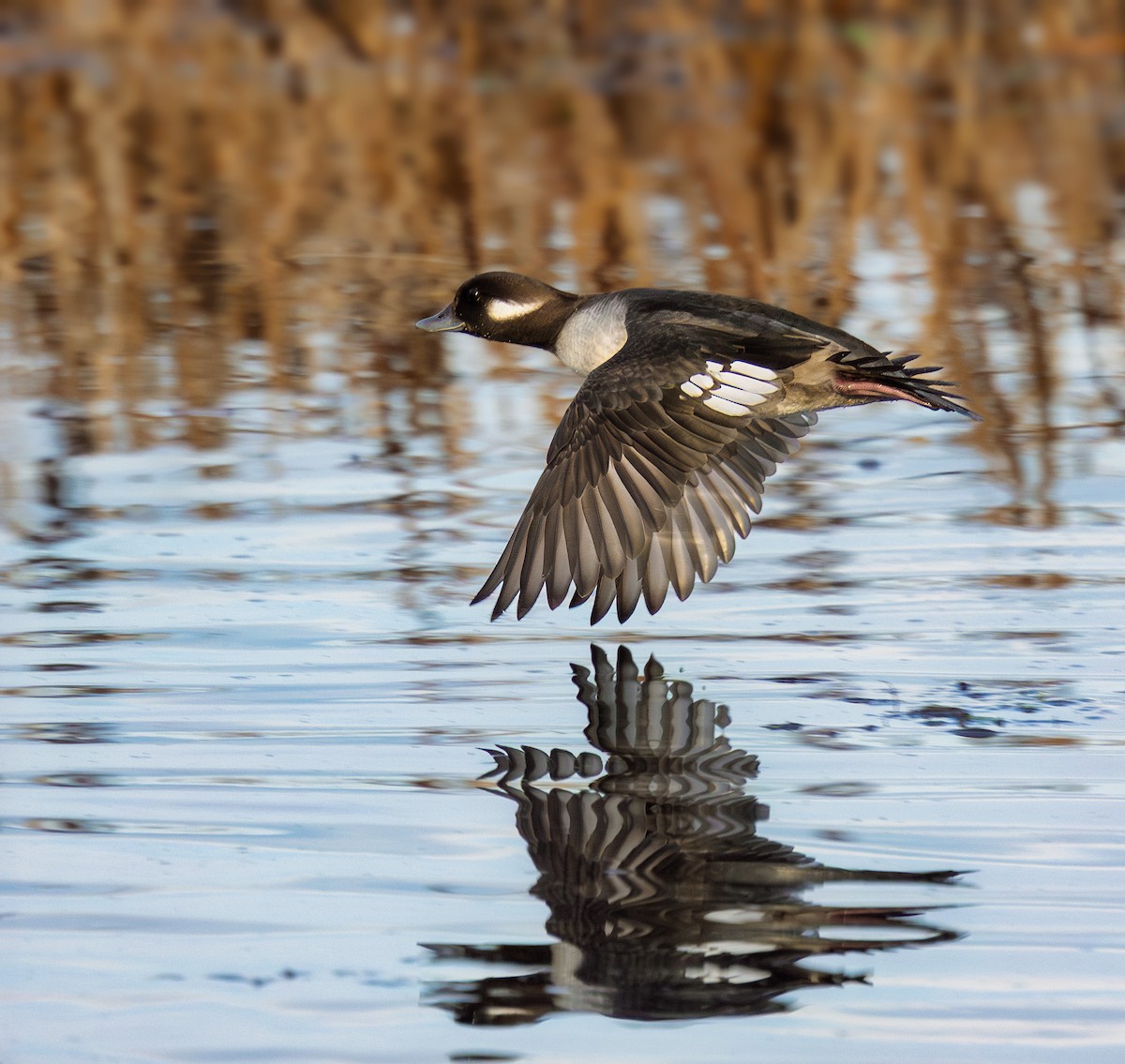 Bufflehead - ML612214864