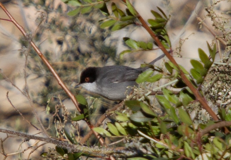 Sardinian Warbler - ML612214872