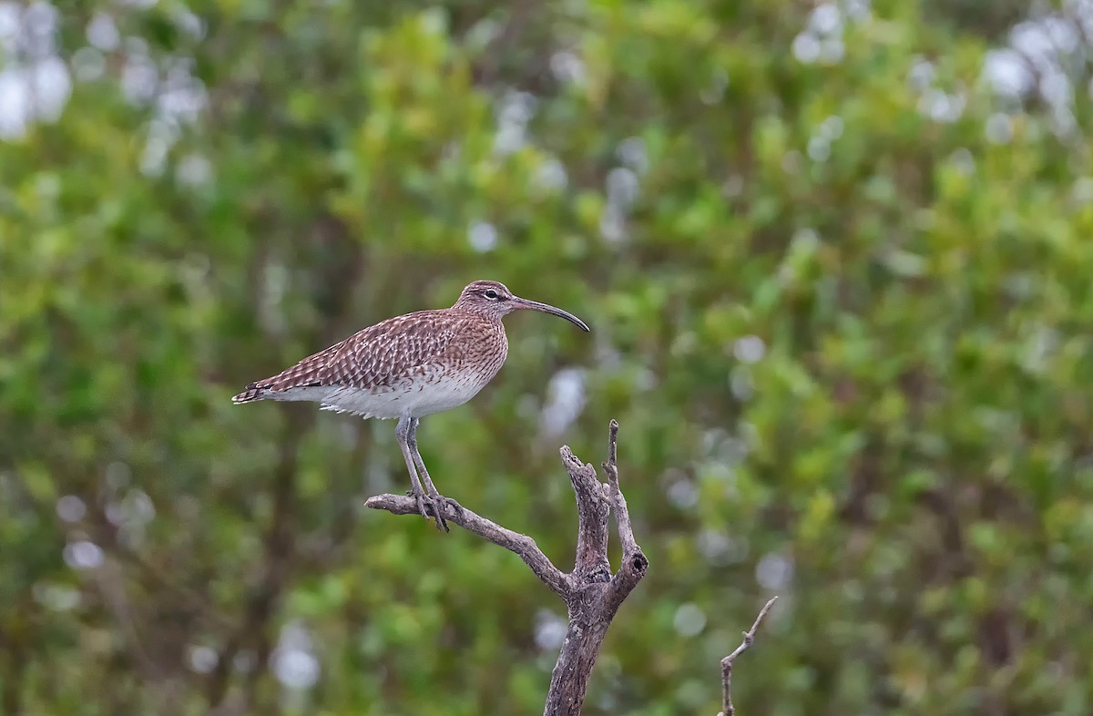 Whimbrel - SAPTARSHI MUKHERJEE