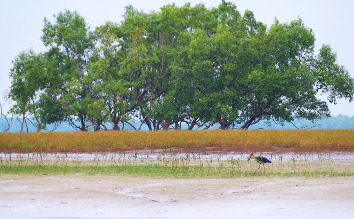 Lesser Adjutant - ML612214974