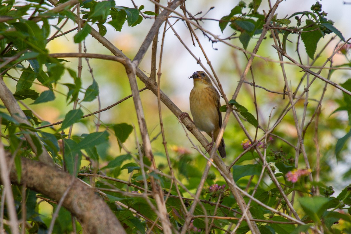 Baya Weaver - ML612214995