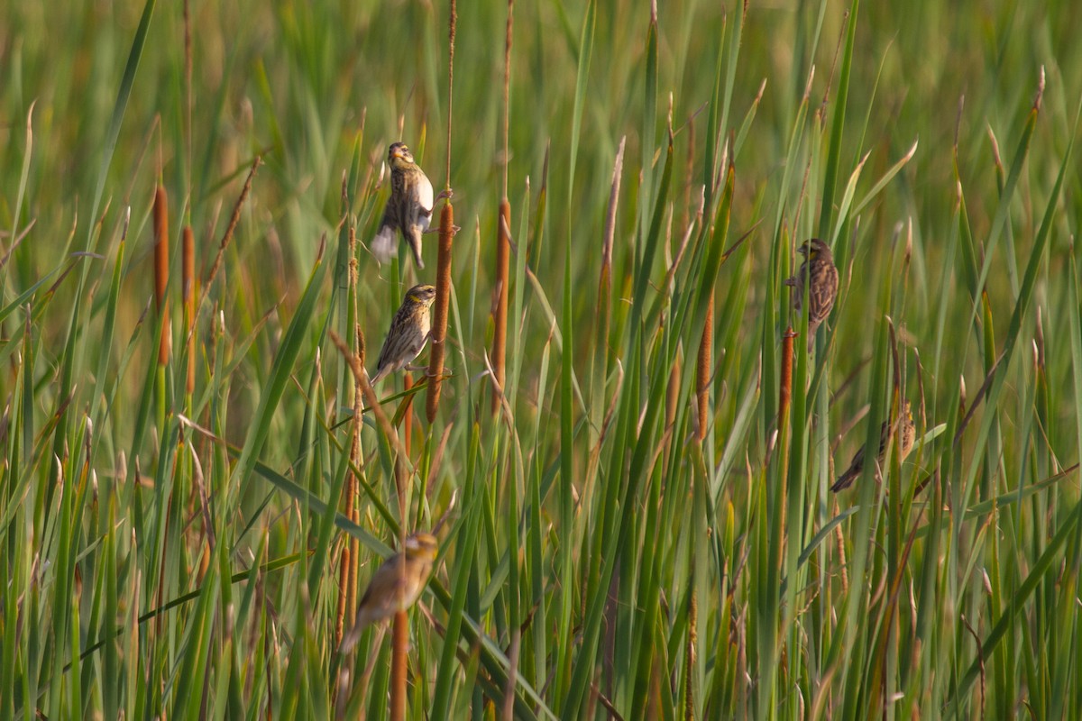 Black-breasted Weaver - ML612215006