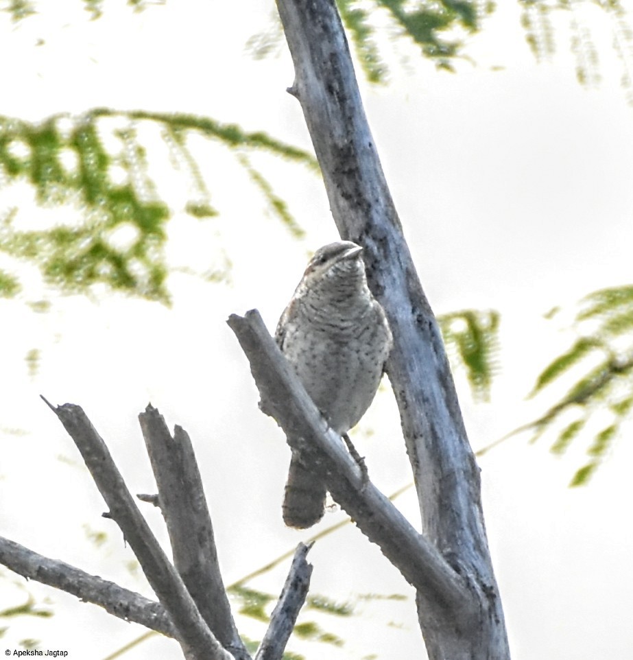 Eurasian Wryneck - ML612215075