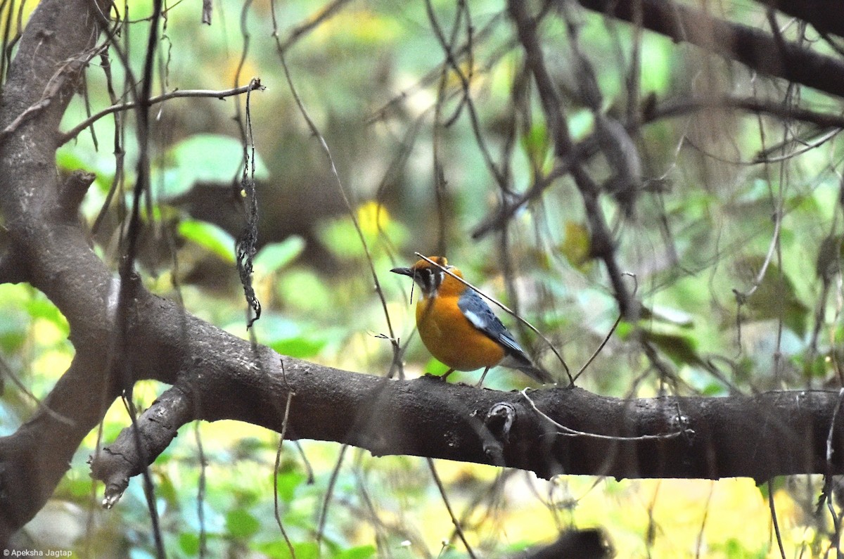 Orange-headed Thrush - ML612215094