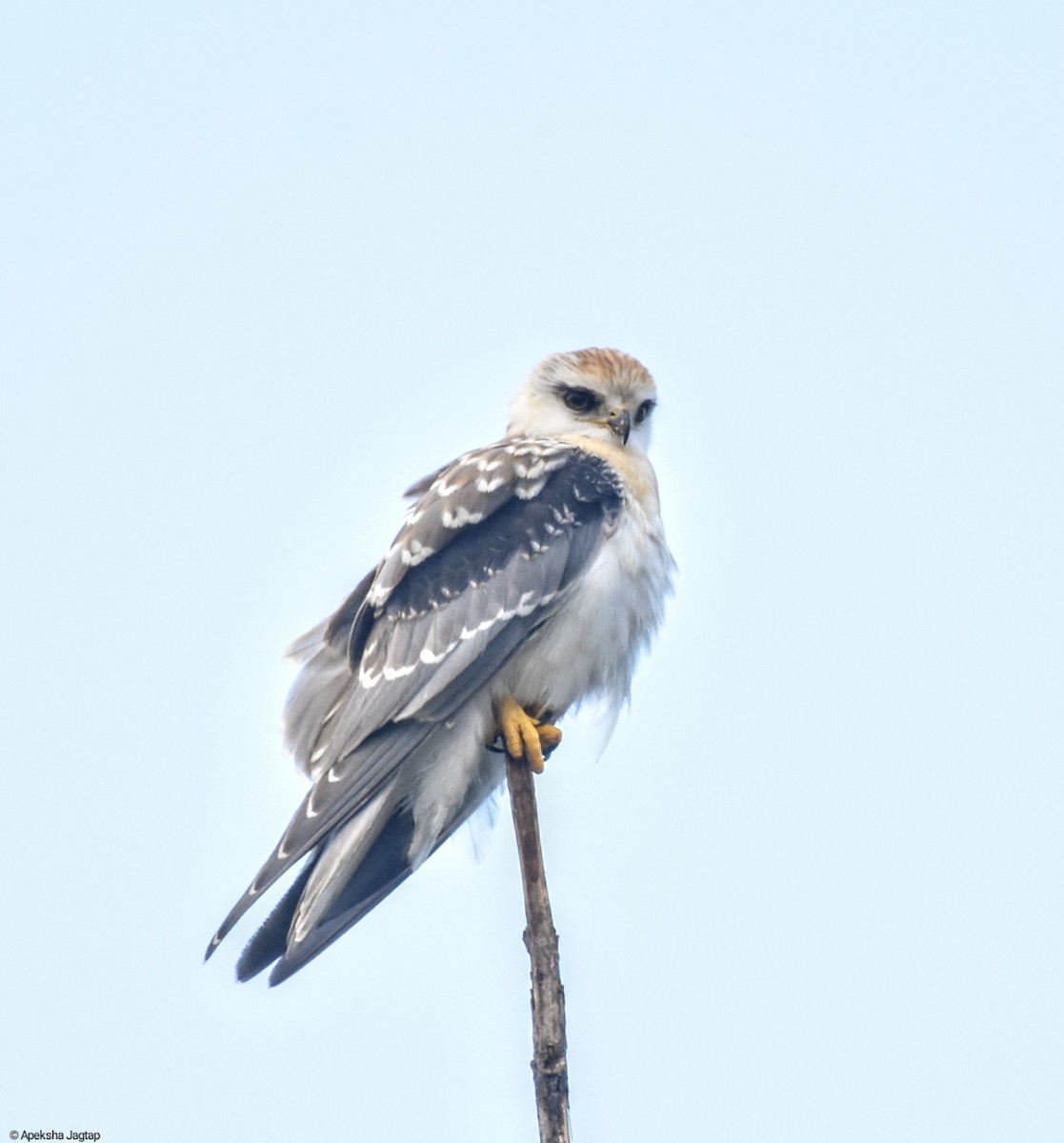 Black-winged Kite - Apeksha Jagtap