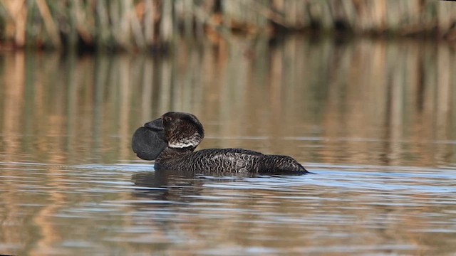 Musk Duck - ML612215180