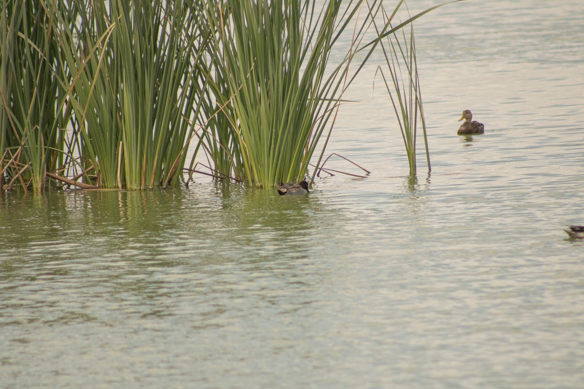 Green-winged Teal - ML612215261