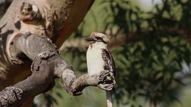 Laughing Kookaburra - ML612215263
