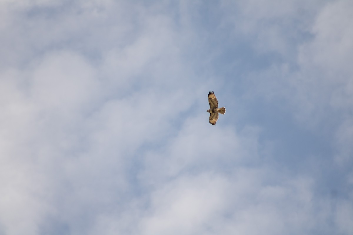 Red-tailed Hawk - ML612215268