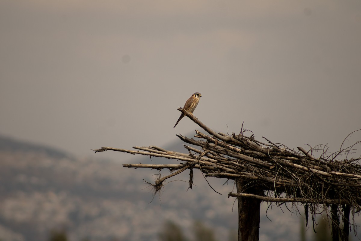 American Kestrel - ML612215271