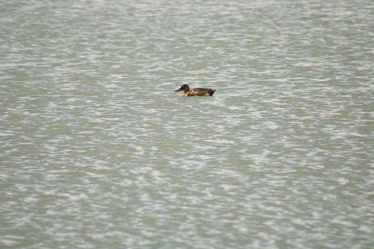 Northern Shoveler - Hanji Eduardo Alegría Ovando