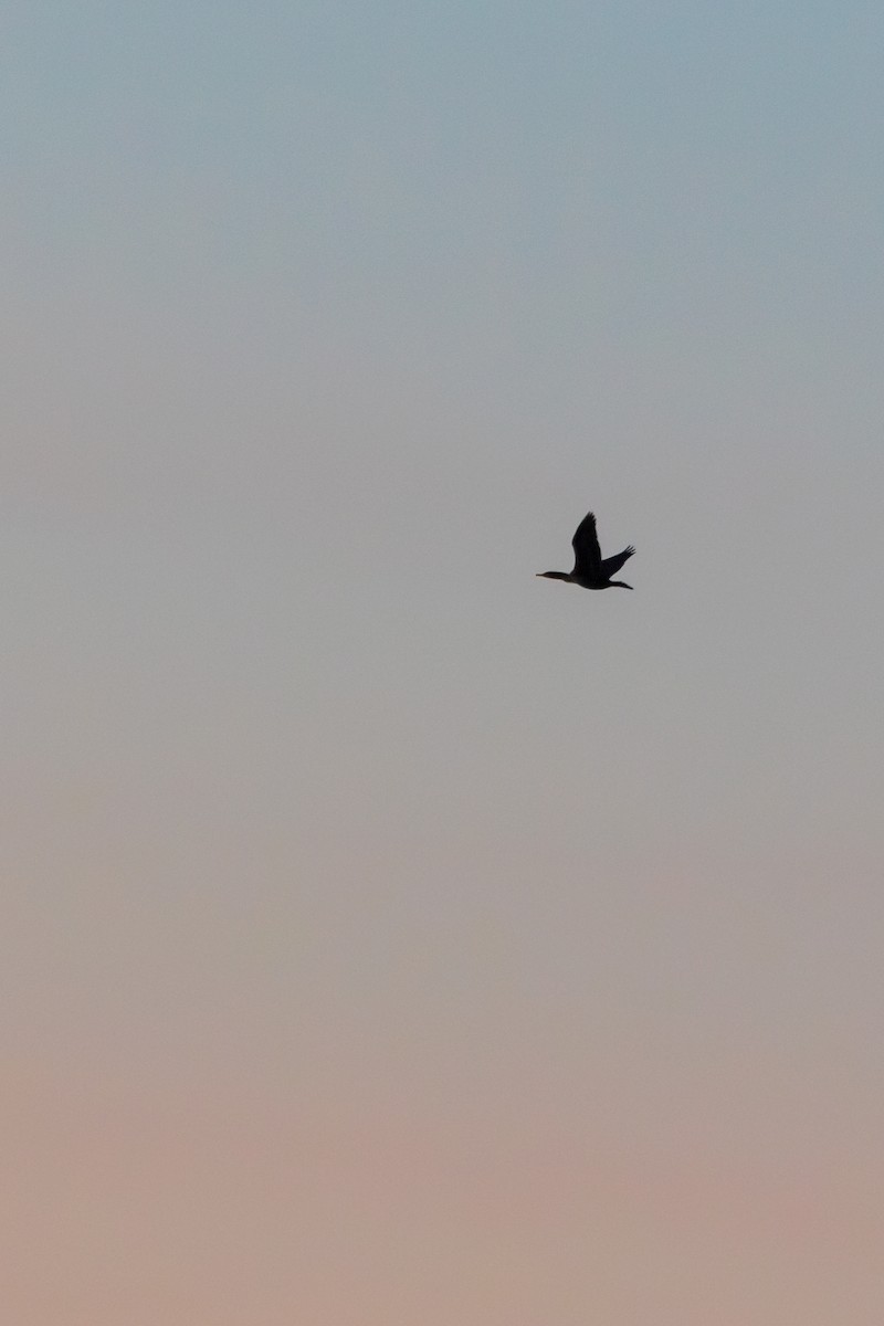Double-crested Cormorant - ML612215279