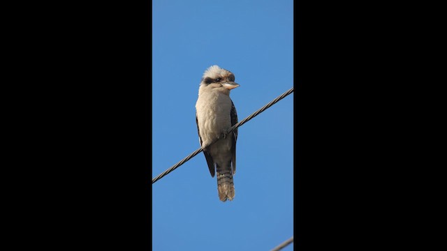 Laughing Kookaburra - ML612215303