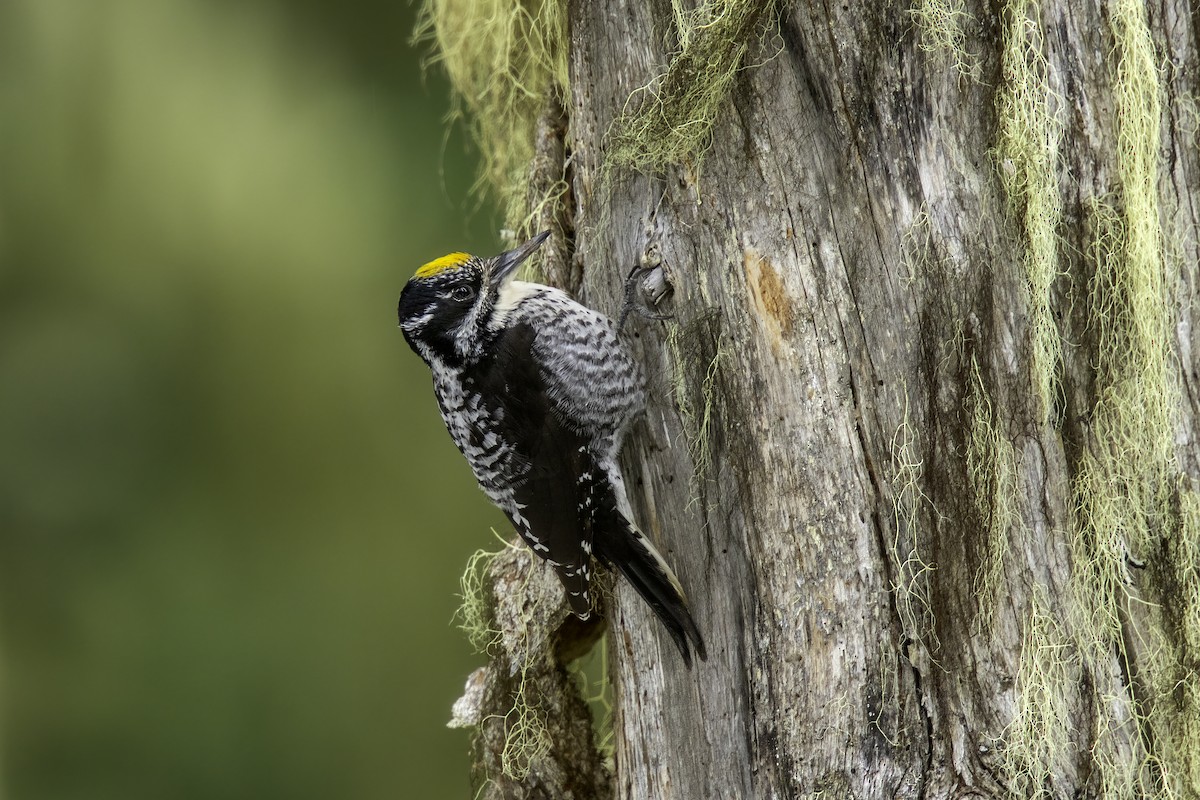 Pico Tridáctilo Americano (fasciatus) - ML612215376