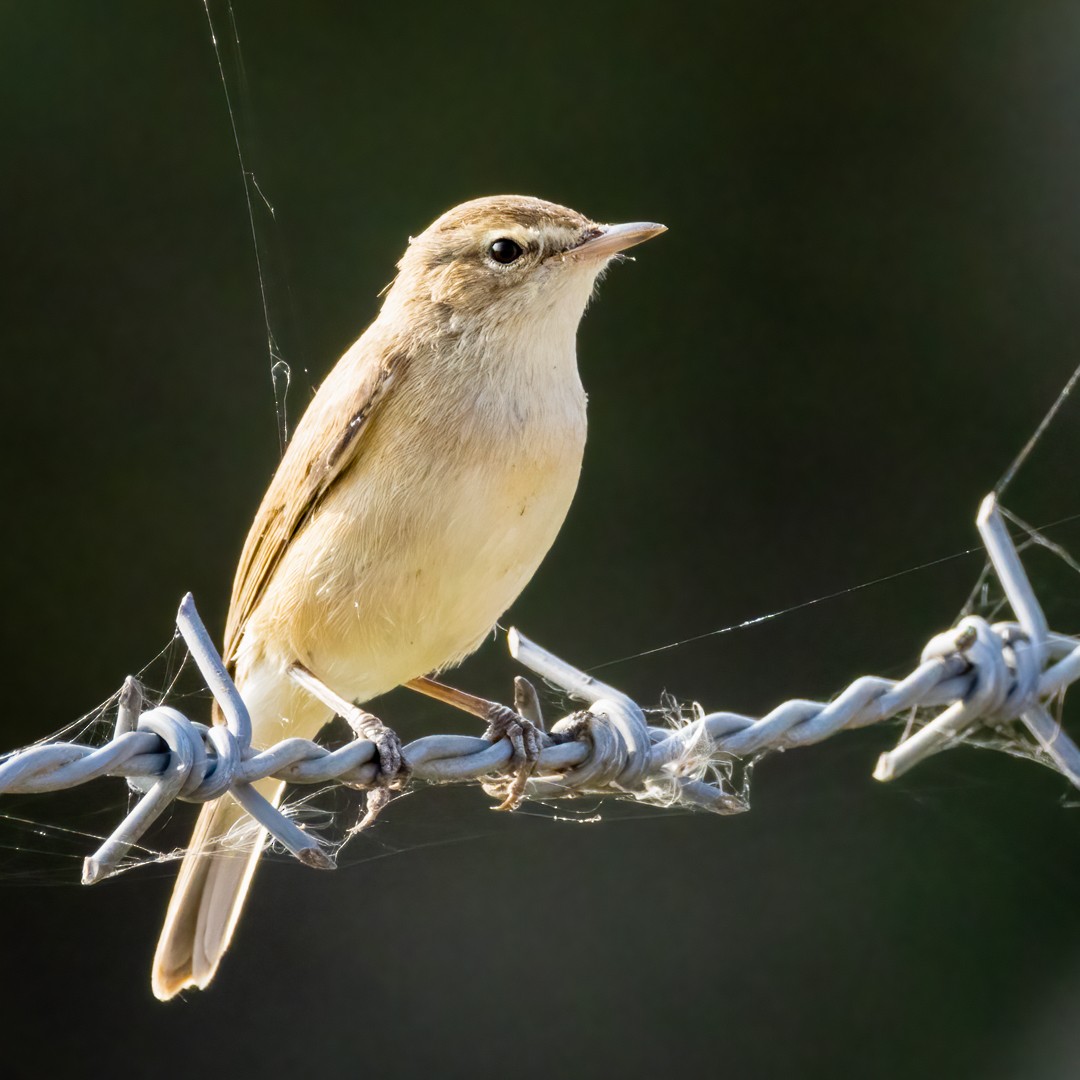 Booted Warbler - ML612215480