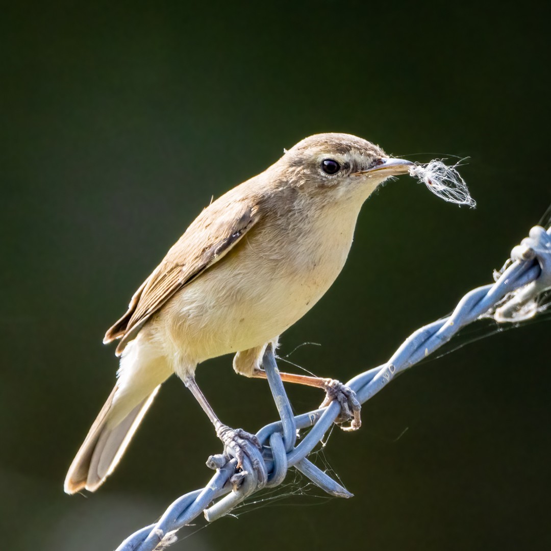 Booted Warbler - Ganesh Prabhu