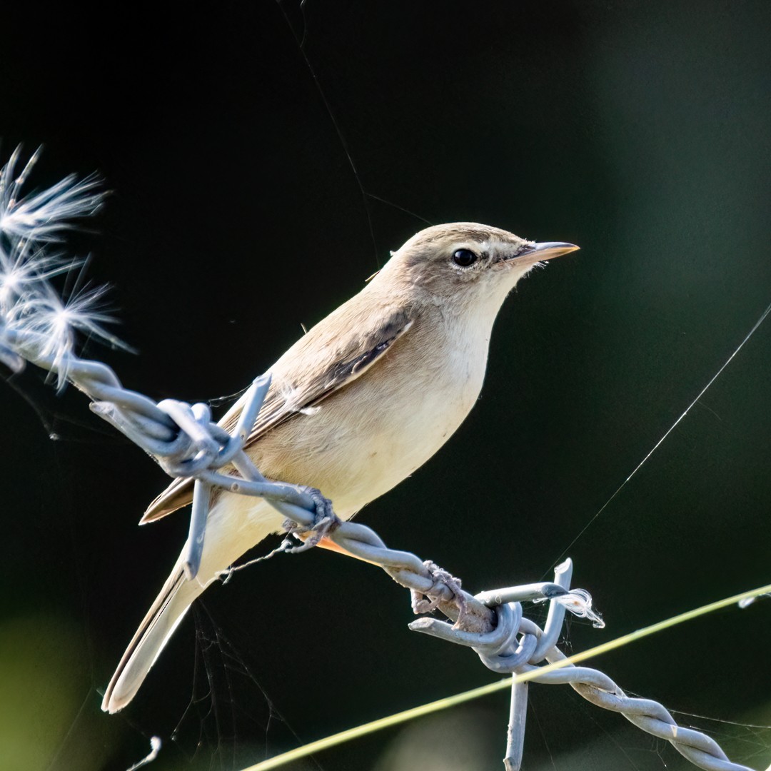 Booted Warbler - Ganesh Prabhu