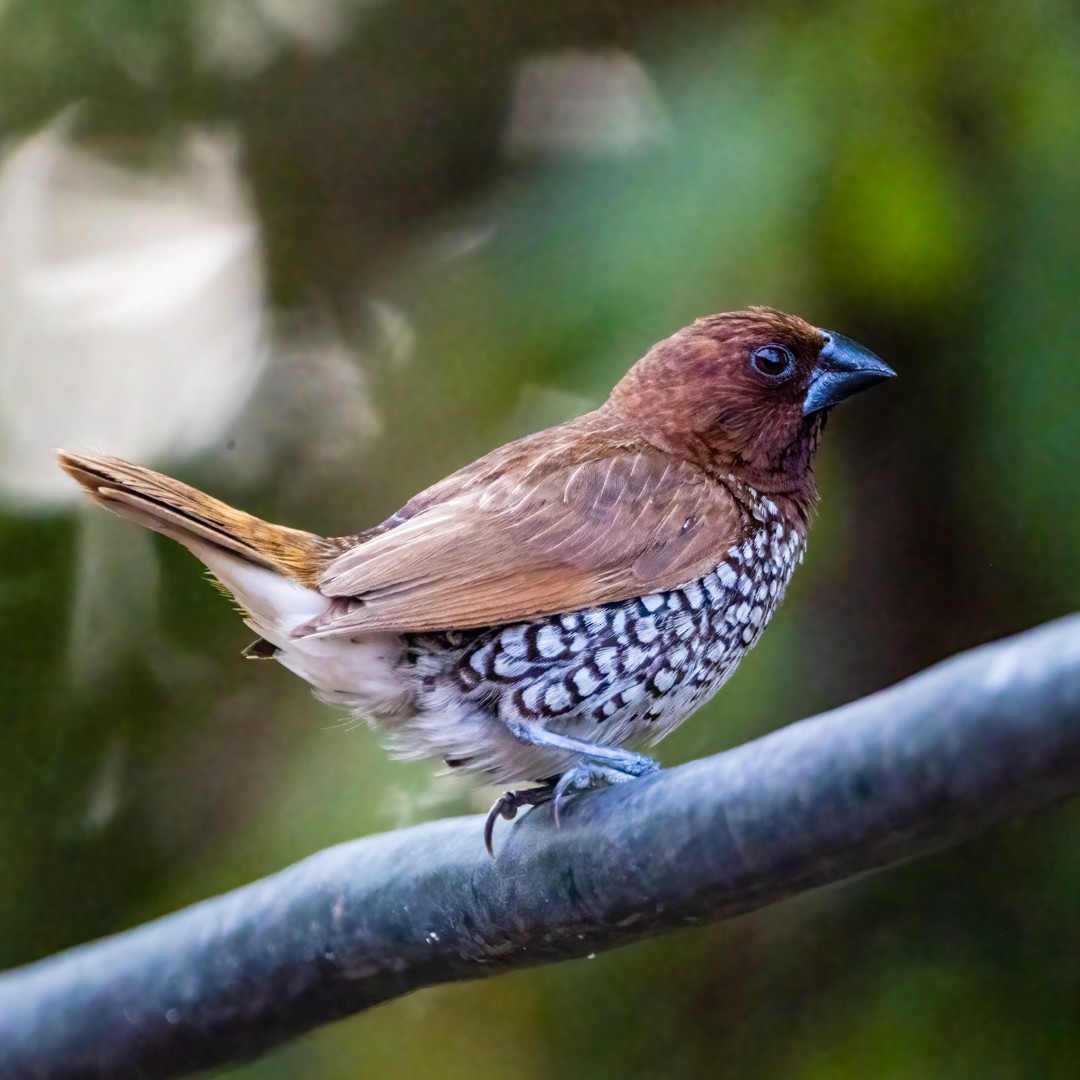 Scaly-breasted Munia - Ganesh Prabhu