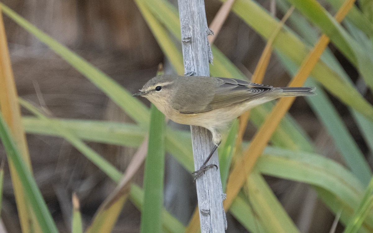Common Chiffchaff - ML612215726