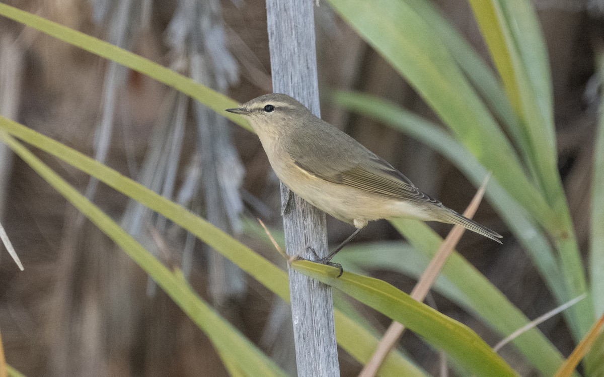 Common Chiffchaff - ML612215730