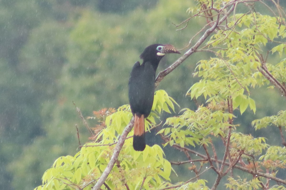 Visayan Hornbill - ML612215774