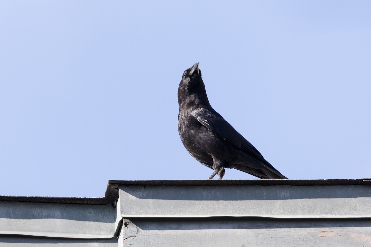 American Crow - ML612215822