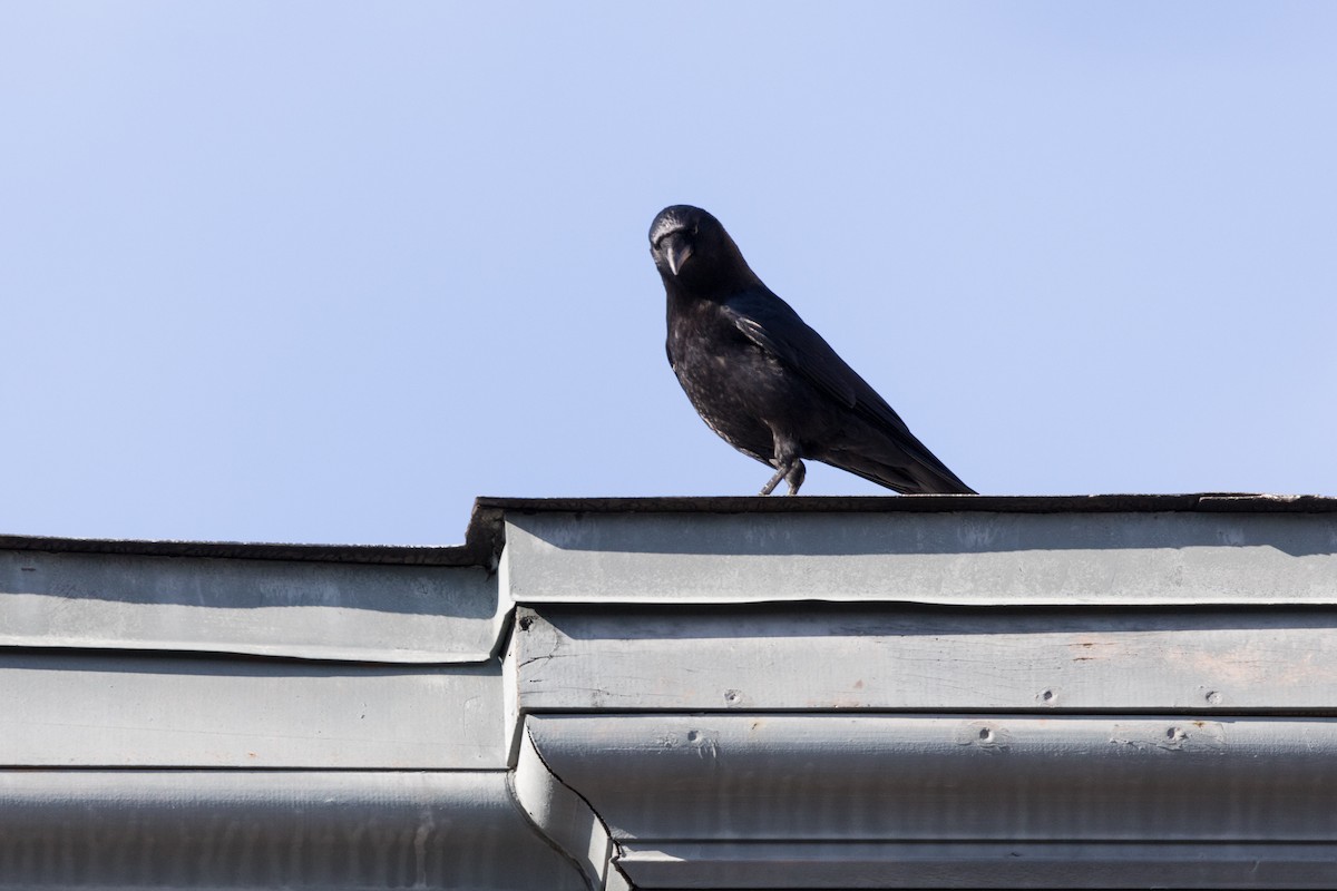 American Crow - ML612215823