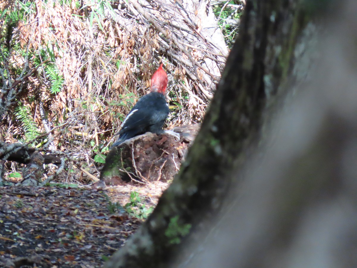 Magellanic Woodpecker - Nelson Contardo