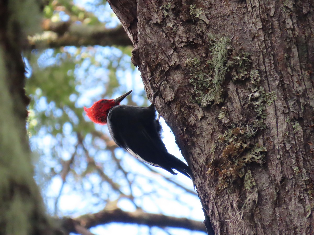 Magellanic Woodpecker - ML612215860