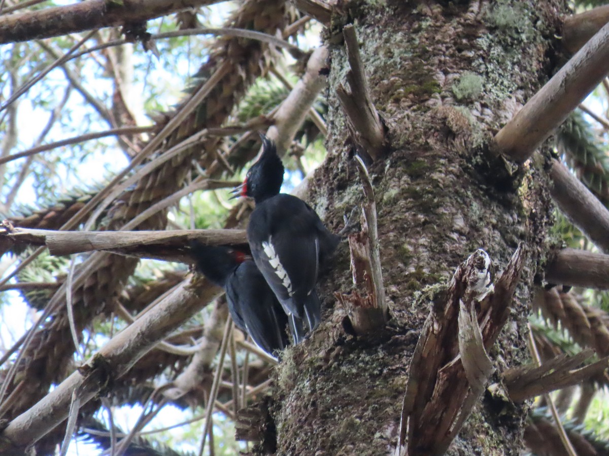 Magellanic Woodpecker - ML612215861