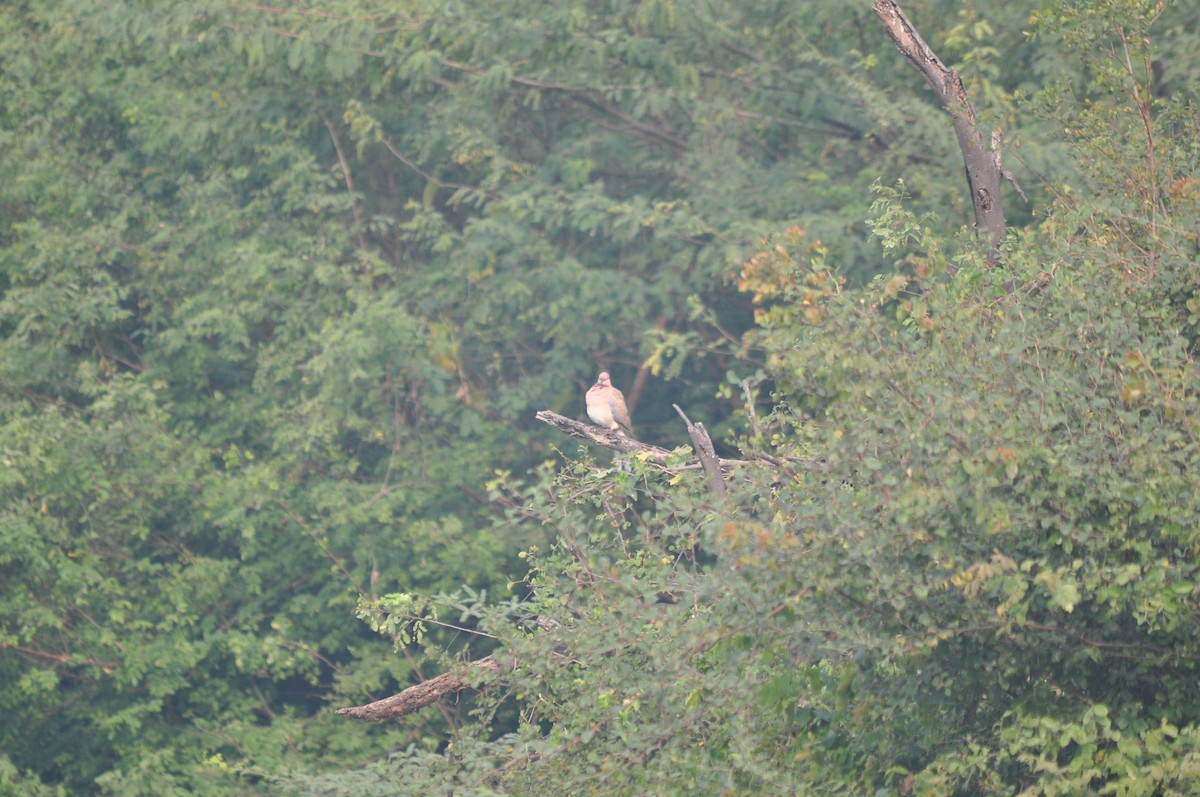 Eurasian Collared-Dove - ML612215870