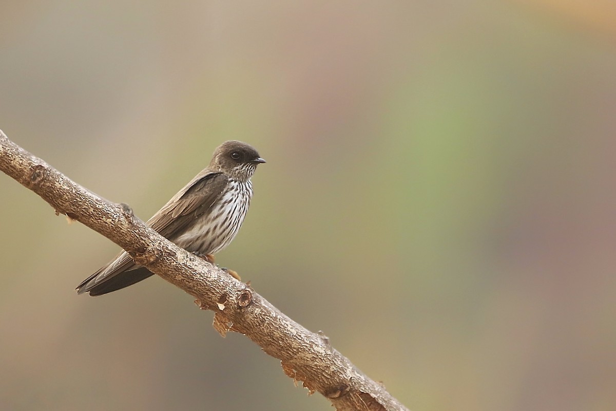 Golondrina del Congo - ML612215885