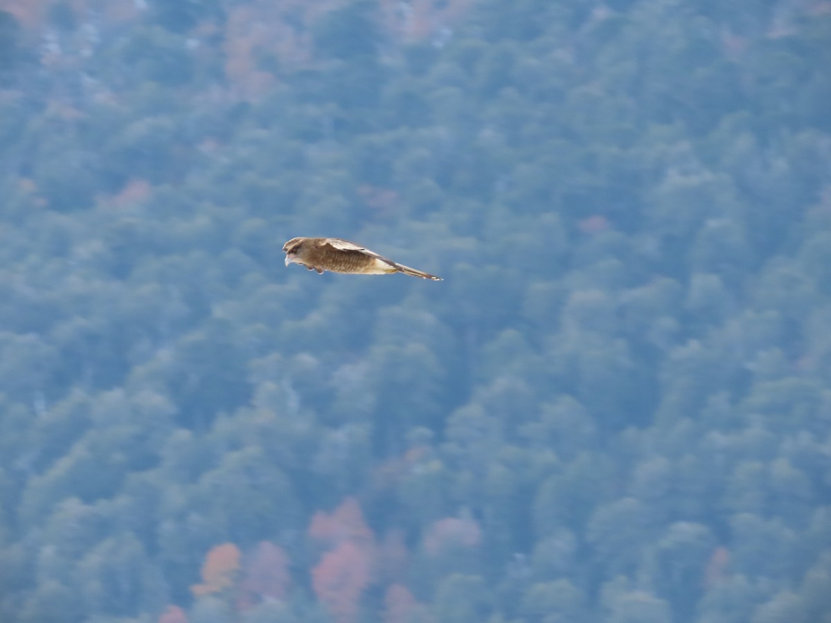 Chimango Caracara - Nelson Contardo