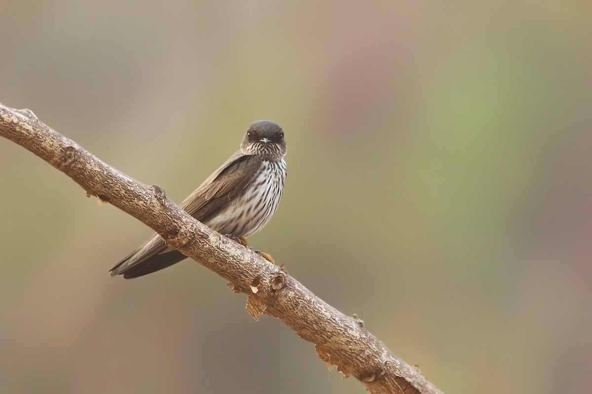 Golondrina del Congo - ML612215887