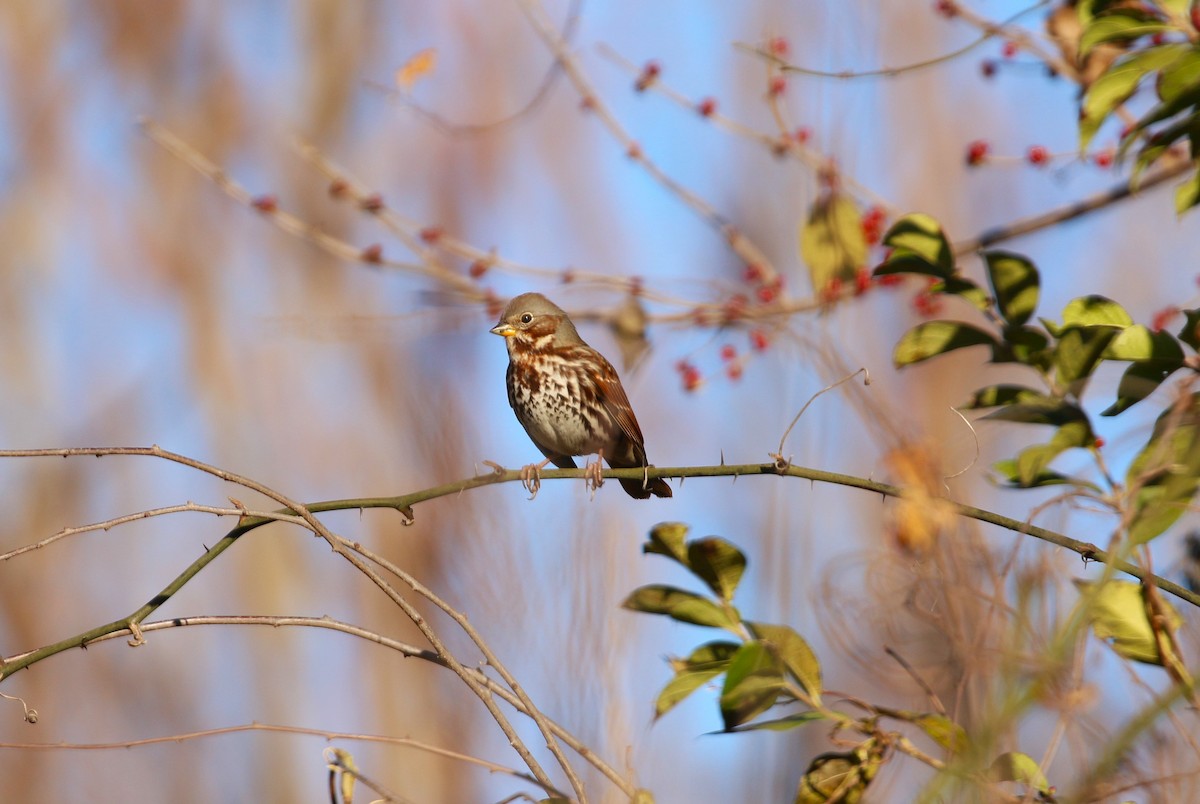 Fox Sparrow - ML612215906