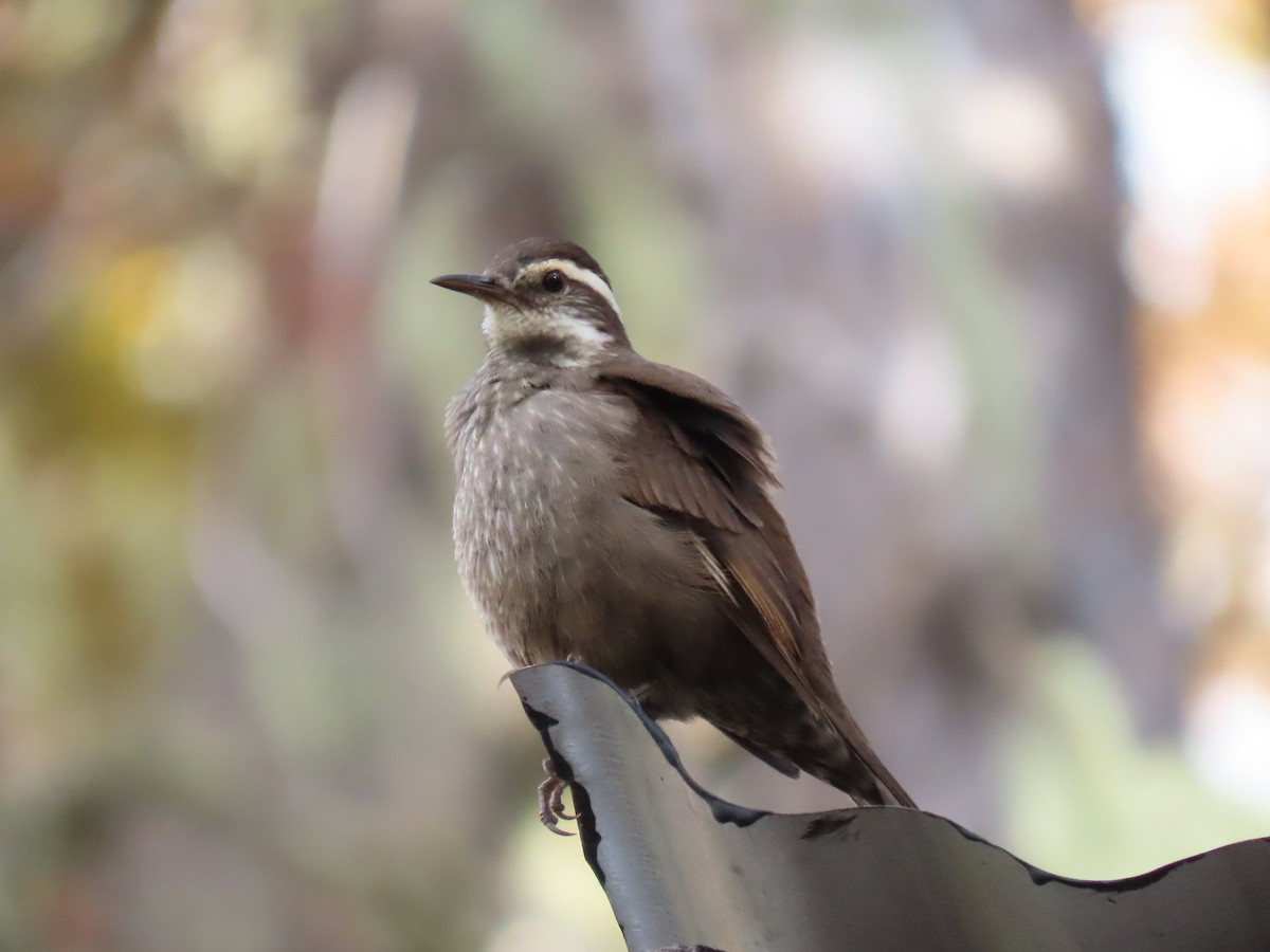 Dark-bellied Cinclodes - Nelson Contardo