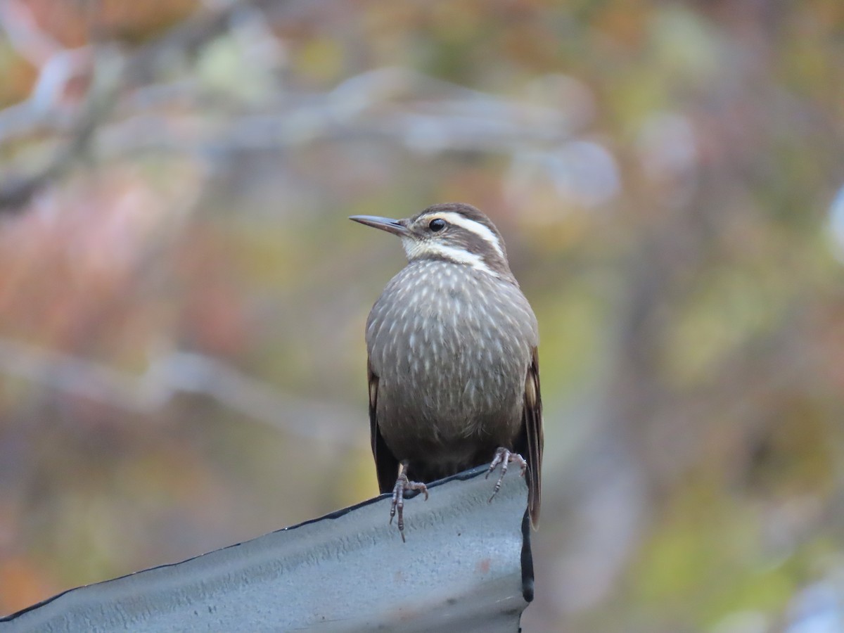 Dark-bellied Cinclodes - Nelson Contardo