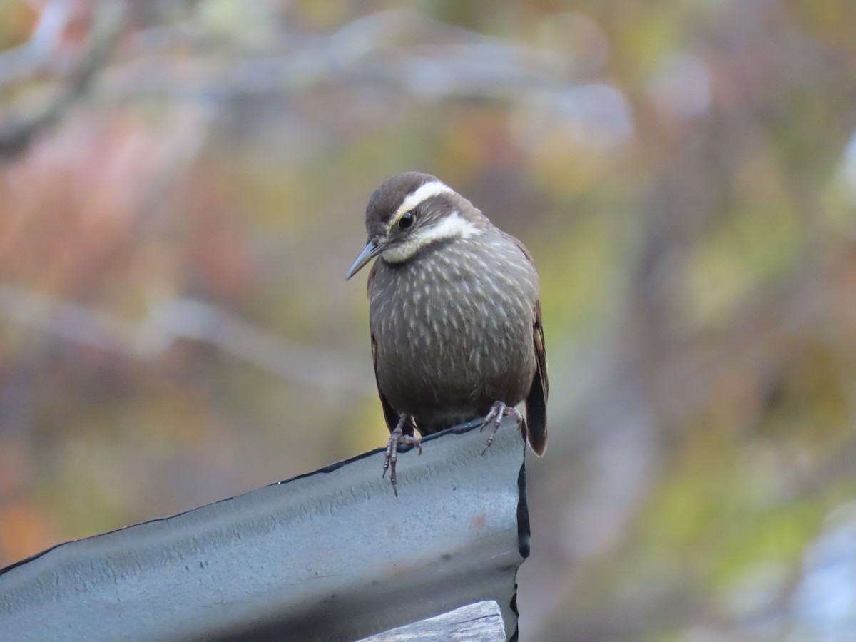 Dark-bellied Cinclodes - Nelson Contardo