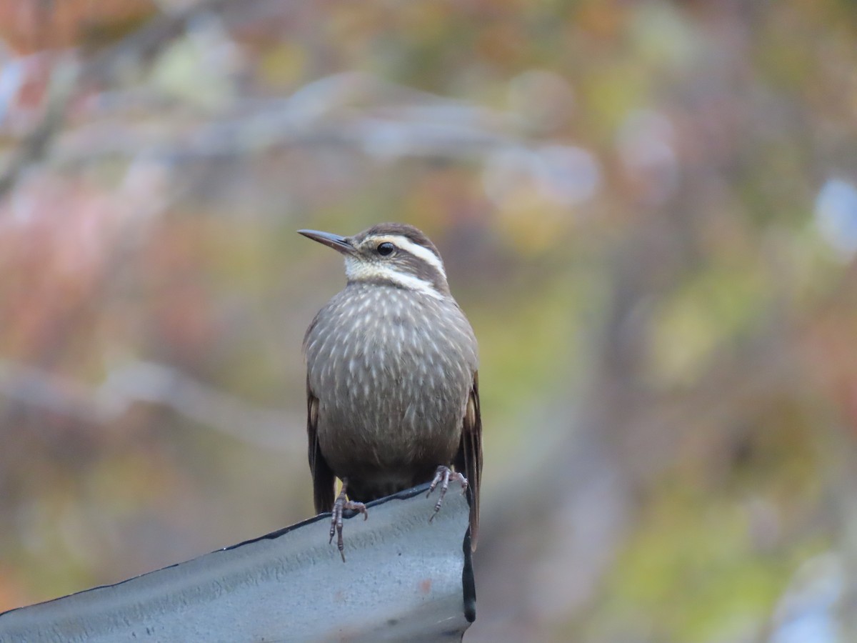 Dark-bellied Cinclodes - Nelson Contardo