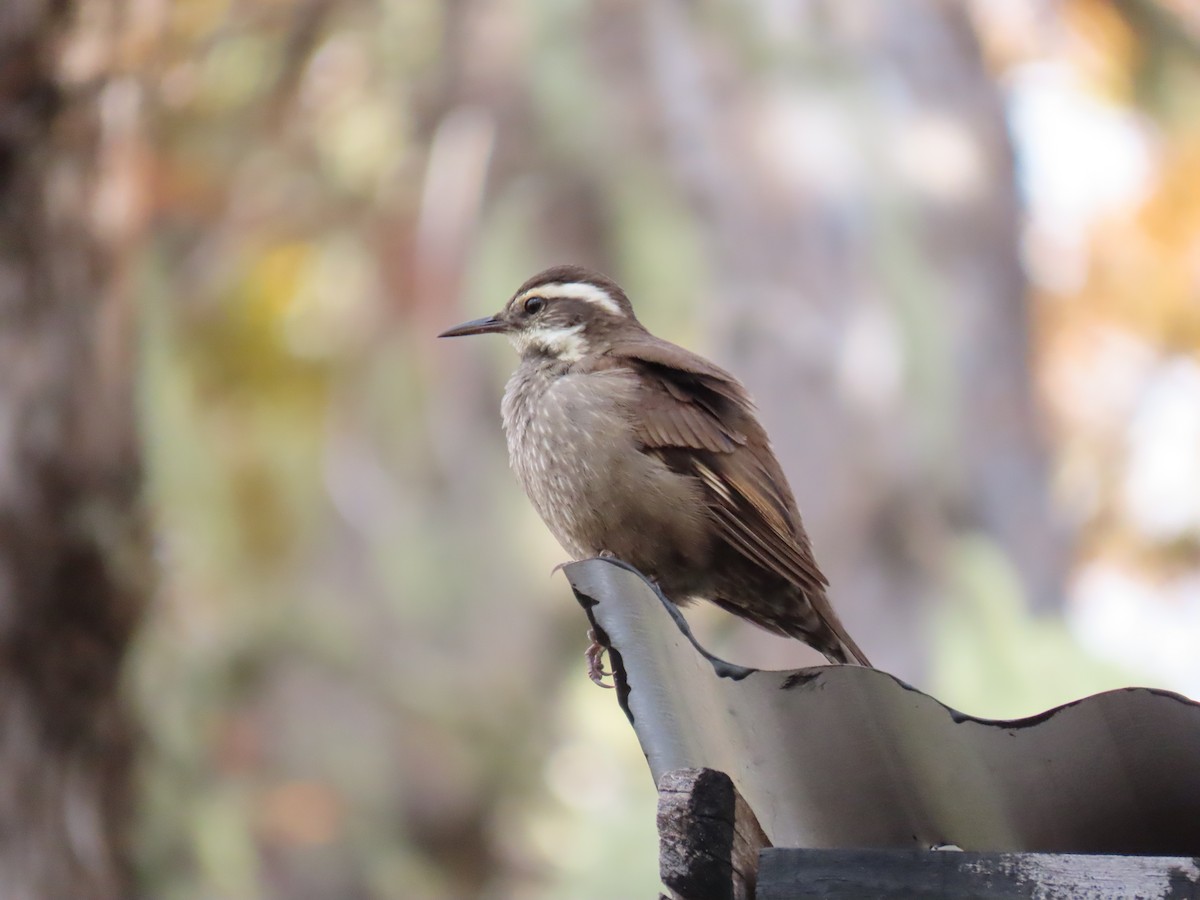 Dark-bellied Cinclodes - ML612215922