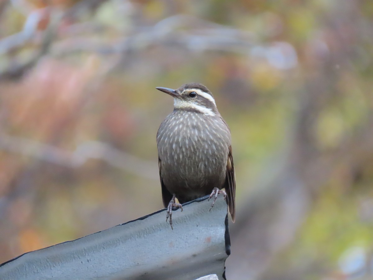 Dark-bellied Cinclodes - ML612215923