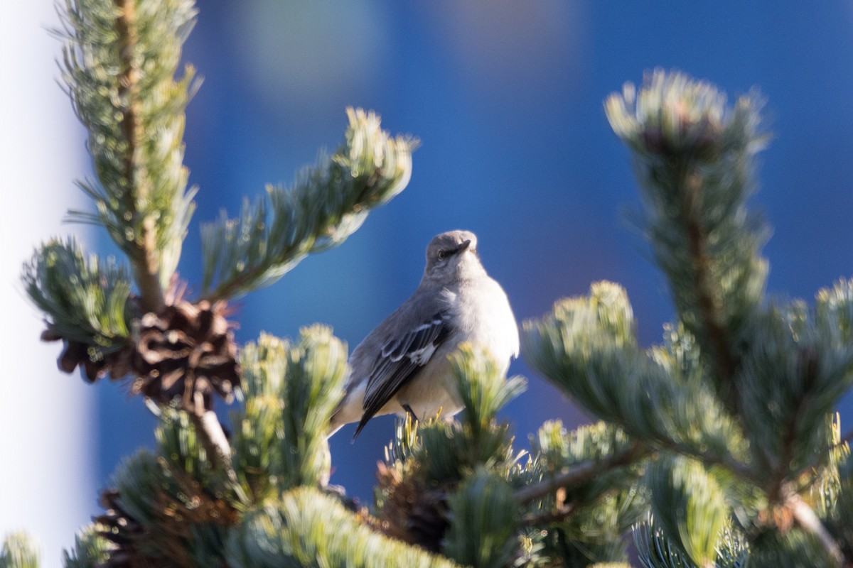 Northern Mockingbird - ML612215932